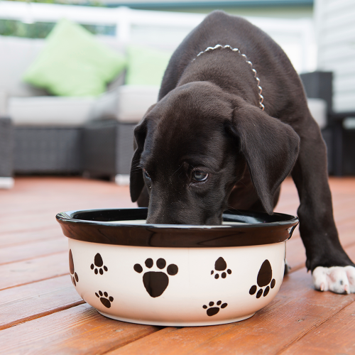 dog-bowl-web-sq